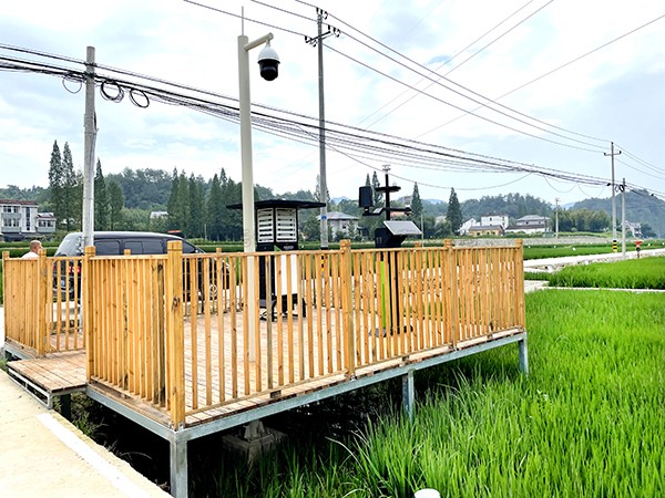 浙江临安：竹林变稻田，田舍喜开颜