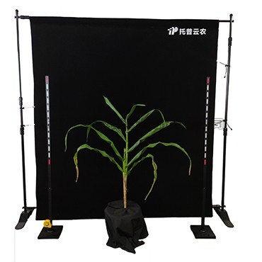 玉米株型分析仪（一款基于图像鉴别技术的玉米株高丈量设备）