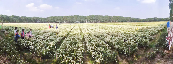 路地药材数字化利用颁布，杭白菊产业迎来数字化刷新