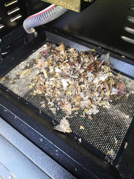 机械诱捕烘干后的虫体（部门）