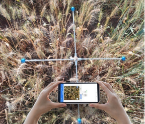 幼麦亩穗数丈量现场