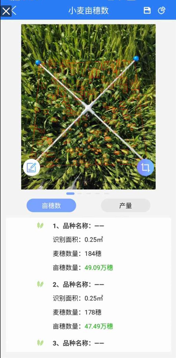 幼麦亩穗数丈量系统