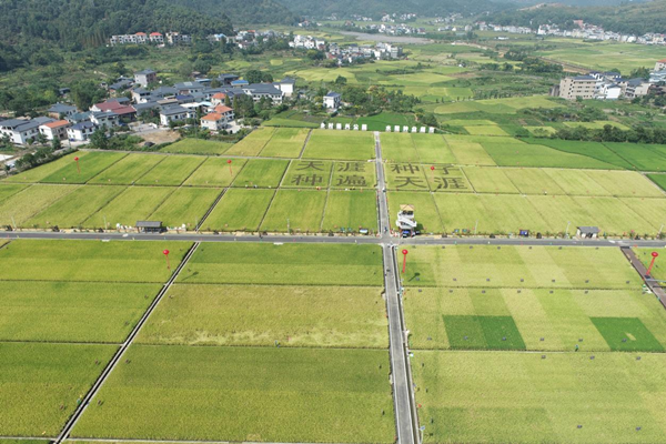 湘东区天涯种业科学院造种基地 湘东区天涯种业科学院造种基地